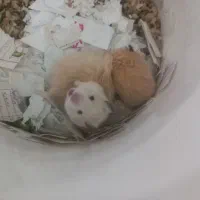 موش خرگوش همستر|موش و خرگوش|مشهد, عبادی|دیوار