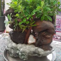 گل بنسای جنسنک ومیخک وادنیوم لطفا ورق بزن