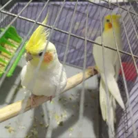 پرنده مولد طوطی عروس|پرنده|تهران, شهرک استقلال|دیوار