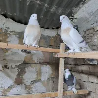 کفتر ترکیه ای عروسک|پرنده|باقرشهر, |دیوار