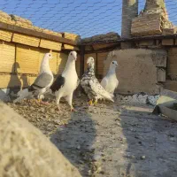 کفتر پلاکی|پرنده|شیراز, شیخ روزبهان|دیوار