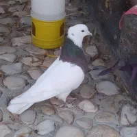 جفت طوق شازده و دم قهوای معاوضه|پرنده|کوهمره, |دیوار