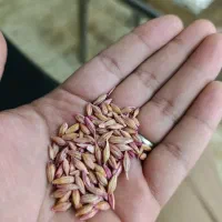 انواع رقم بذر گندم ضد عفونی شده پلمپ|گل و گیاه طبیعی|گنبد کاووس, |دیوار