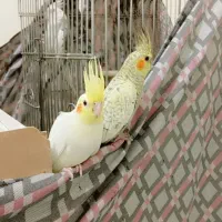 عروس هلندی مولد با سه جوجه|پرنده|هرسین, |دیوار