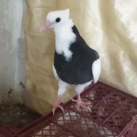 جوجه طوقی تازه دونخور شوده