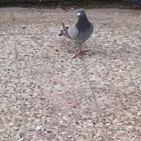 کبوتر پلاکی|پرنده|بندر گناوه, |دیوار