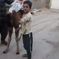 بچه شتر