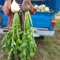 ترب بزرگ چین تازه هر روز . ارسال رایگان*