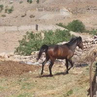 اسب و مادیان|اسب و تجهیزات اسبسواری|کوهسار (البرز), |دیوار