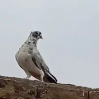 کفتر نر سالم|پرنده|قم, نیروگاه|دیوار