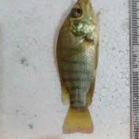 بچه ماهی تیلاپیا