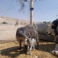 بز کهره دار وابستن نمونه