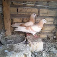 جوجه کفترکاکلی  ۲تا