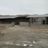 واحد1 گاوداری40راسی صنعتی مجتمع.شفق فریمان|اجارهٔ دفتر صنعتی، کشاورزی، تجاری|فریمان, |دیوار