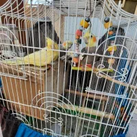 فروش پرنده عروس هلندی