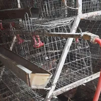 قفس مرغ تخمگذار|لوازم جانبی حیوانات|بروجرد, |دیوار