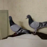 یک‌جفت‌پلاکی