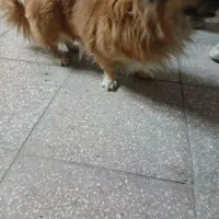 سگ گمشده|حیوانات|شاهرود, |دیوار