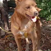 سگ پامر و شیتزو|سگ|یاسوج, |دیوار