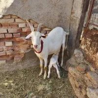 سلام فروش یک عدد بز شیرده و یک کهره شیر سانن بومی