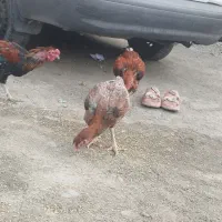 مرغ|حیوانات مزرعه|کهنوج, |دیوار