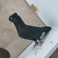 کبوتر چشم و نوک سفید|پرنده|میاندوآب, |دیوار