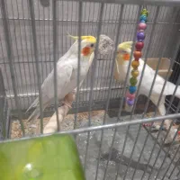 عروس هلندی لوتیتو جفت مولد