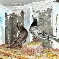 هفرنگ دم سفید
