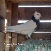 طوقی غلطی دار|پرنده|پیر بکران, |دیوار