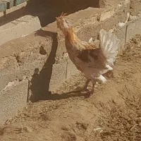 خروس بومی و برهما اصل|حیوانات مزرعه|کاشان, لتحر|دیوار