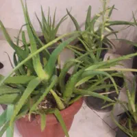 گل آلواورا|گل و گیاه طبیعی|کرج, خرمدشت|دیوار