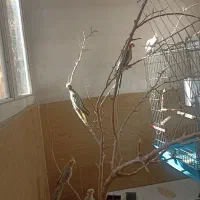عروس هلندی