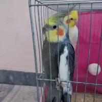 عروس هلندی نر بالغ