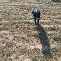 سگ گله|سگ|شیرینسو, |دیوار