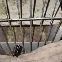 یک جفت عروس هلندی با 2تا جوجه