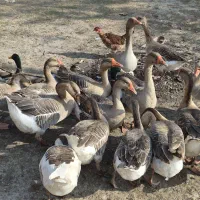 غازمحلی حدودا یکساله