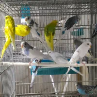 مرغ عشق انگلیسی|پرنده|تهران, جوادیه تهرانپارس|دیوار