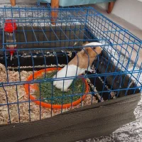 قفس جوندگان