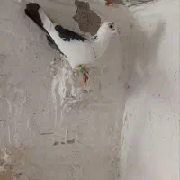 نر کفتر دم‌سیاه