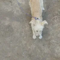 فروش پاکوتاه