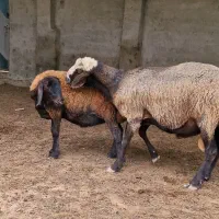 قوچ افشار اصیل کار بلد