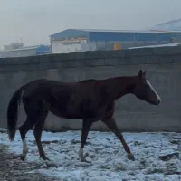 حراج ۲ مادیان ترکمن ارسال به سراسر ایران