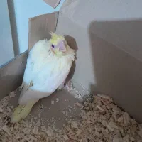 جوجه عروس هلندی|پرنده|شاهینشهر, طالقانی|دیوار