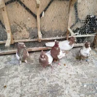 5عدد سینه سرخ