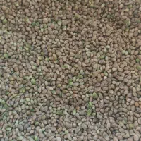 شادونه تازه کیلویی 250|خوردنی و آشامیدنی|داران, |دیوار