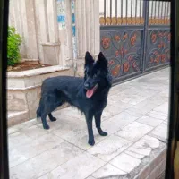 سگ ژرمن بلک ماده برای فروش
