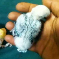 کوتوله سرلاکی پاربلو اوپلاین یووینگ