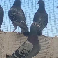 مسافتی مسابقه دهنده|پرنده|مشهد, انقلاب|دیوار