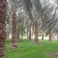نیازمند 5 نفر خانم خرما ظرف کن