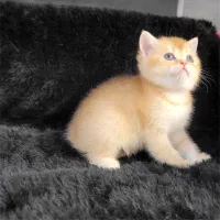 بچه گربه بریتیش ny12|گربه|تهران, درب دوم|دیوار